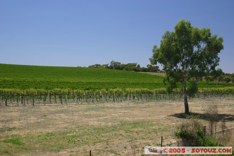 Mintaro - vignes
