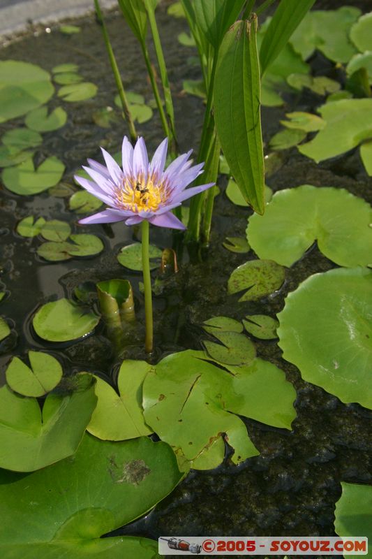 Bangkok - Wat Pho - Waterlily
Mots-clés: thailand Wat Phra Chetuphon fleur