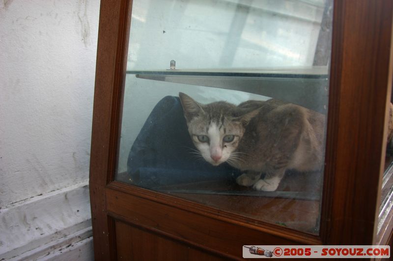 Bangkok - Wat Arun - Display Cat
