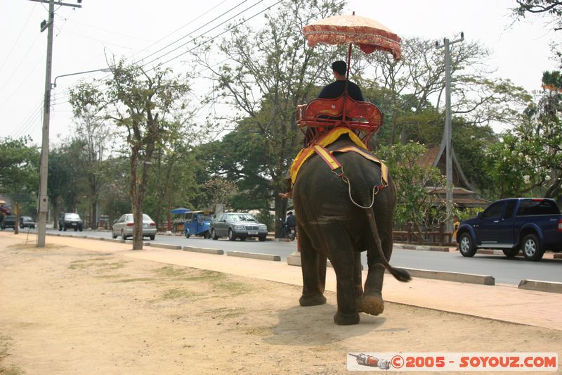 Ayutthaya - Elephant
Mots-clés: thailand animals Elephant