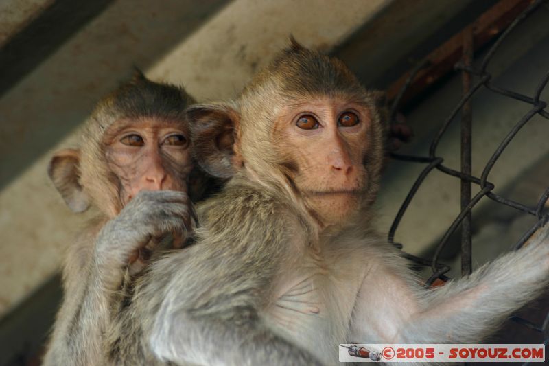 Lop Buri - Monkey
Mots-clés: thailand animals singes