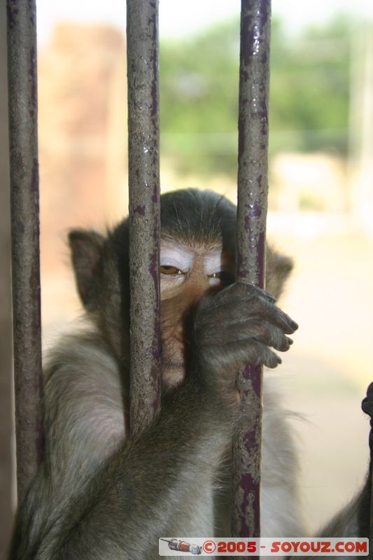 Lop Buri - Phra Prang Sam Yod - Monkey
Mots-clés: thailand animals singes