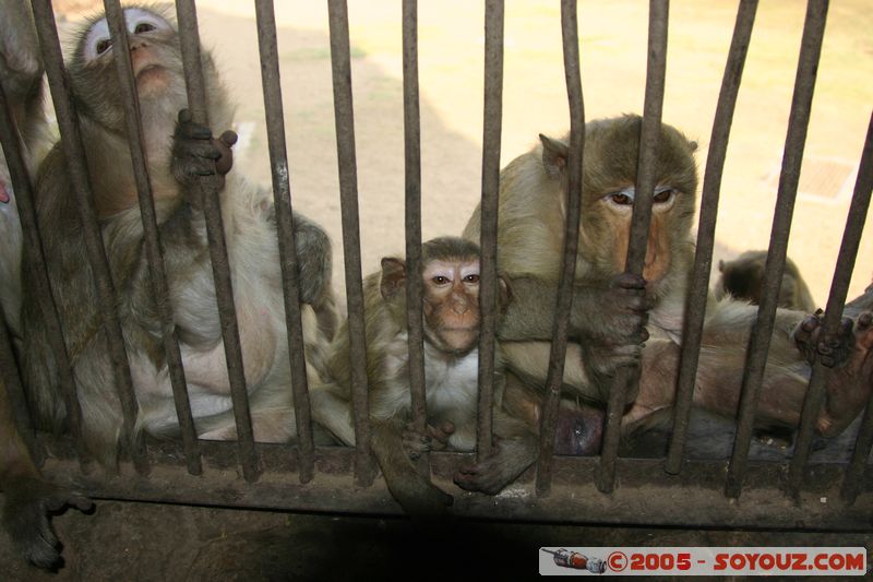 Lop Buri - Phra Prang Sam Yod - Monkey
Mots-clés: thailand animals singes