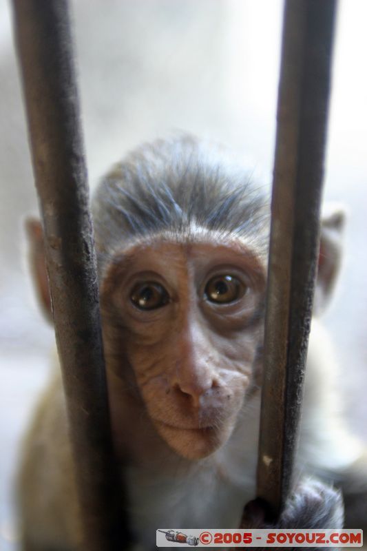 Lop Buri - Phra Prang Sam Yod - Monkey
