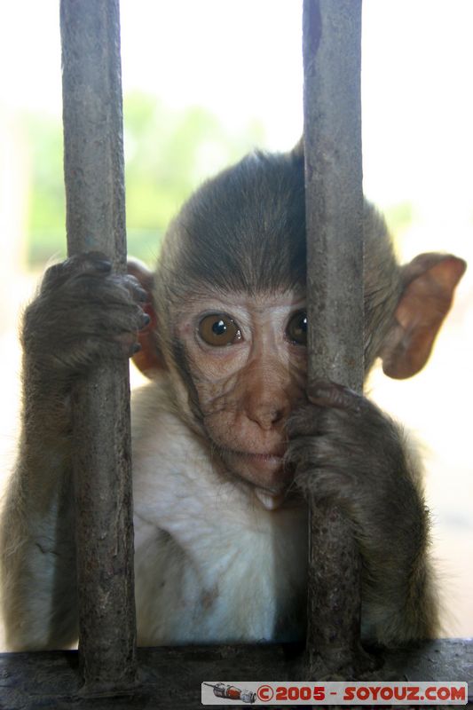 Lop Buri - Phra Prang Sam Yod - Monkey
