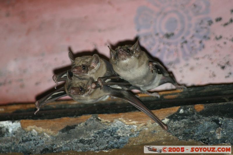 Lop Buri - Phra Prang Sam Yod - Bats
Mots-clés: thailand animals chauve-souris