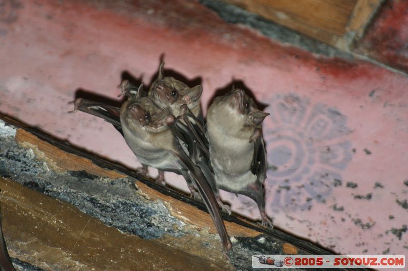 Lop Buri - Phra Prang Sam Yod - Bats
Mots-clés: thailand animals chauve-souris