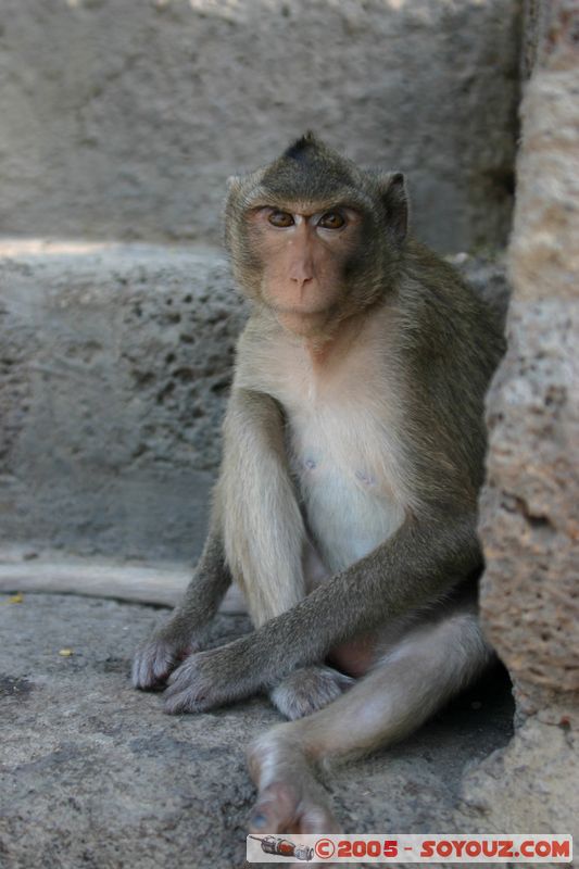 Lop Buri - Phra Prang Sam Yod - Monkey
