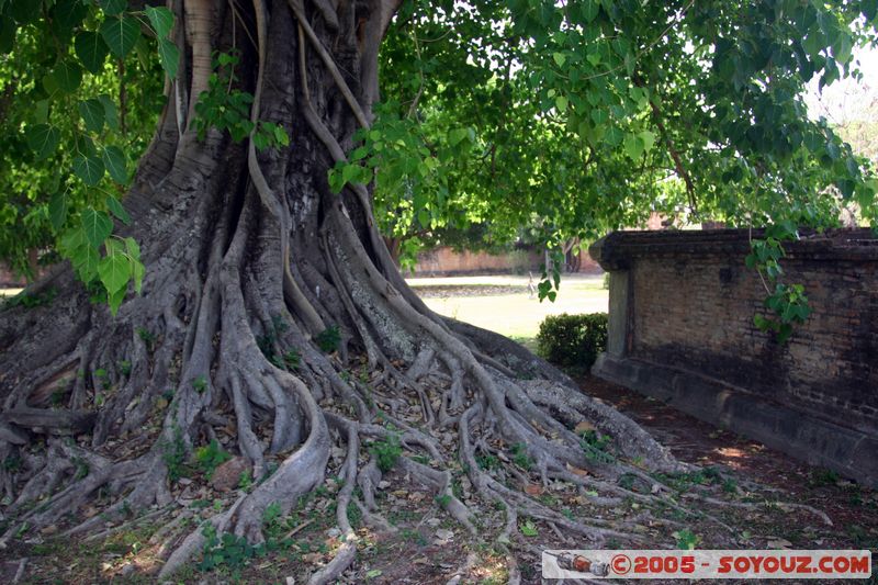 Sukhothai - Tree
Mots-clés: thailand Arbres