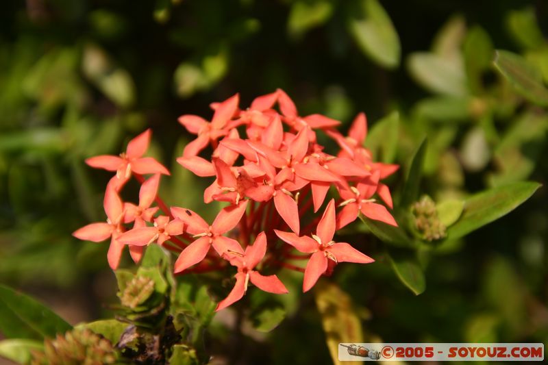 Sukhothai - Flower
Mots-clés: thailand fleur