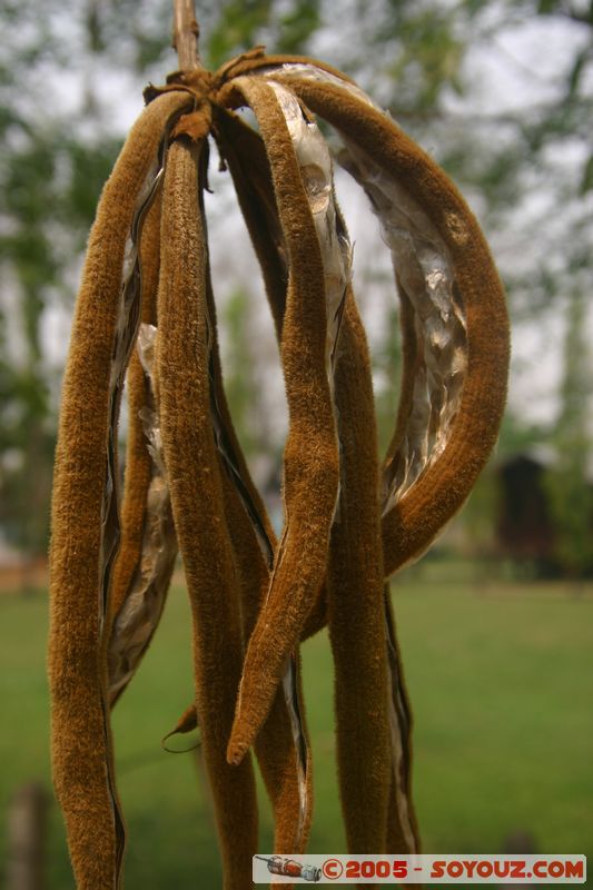 Golden Triangle - Chiang Saen
Mots-clés: thailand fruit