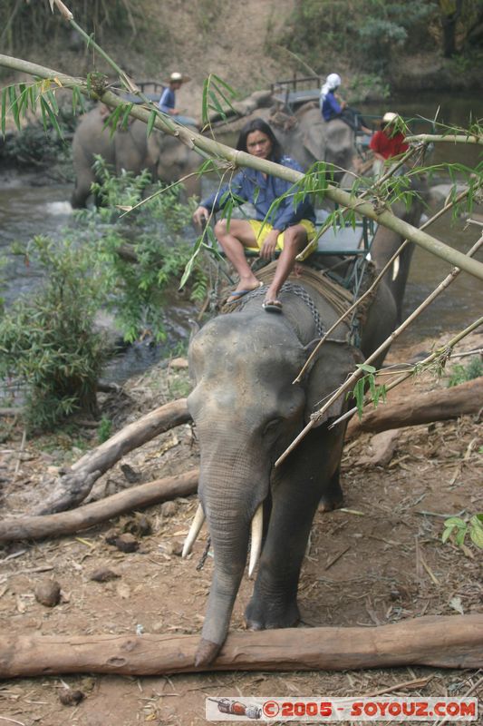 Around Chiang Mai - Elephant tour
Mots-clés: thailand animals Elephant