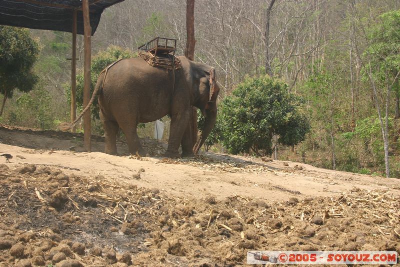 Around Chiang Mai - Elephant tour
Mots-clés: thailand animals Elephant