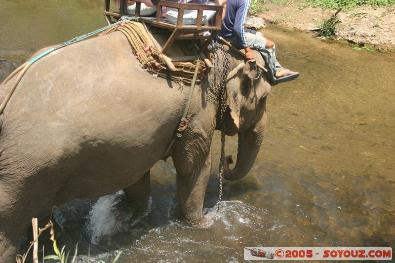 Around Chiang Mai - Elephant tour
Mots-clés: thailand animals Elephant