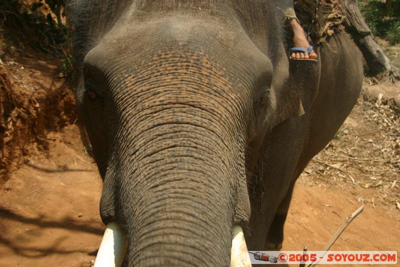 Around Chiang Mai - Elephant tour
Mots-clés: thailand animals Elephant