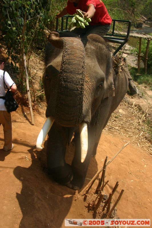 Around Chiang Mai - Elephant tour
Mots-clés: thailand animals Elephant