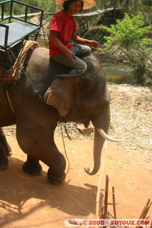 Around Chiang Mai - Elephant tour
Mots-clés: thailand animals Elephant