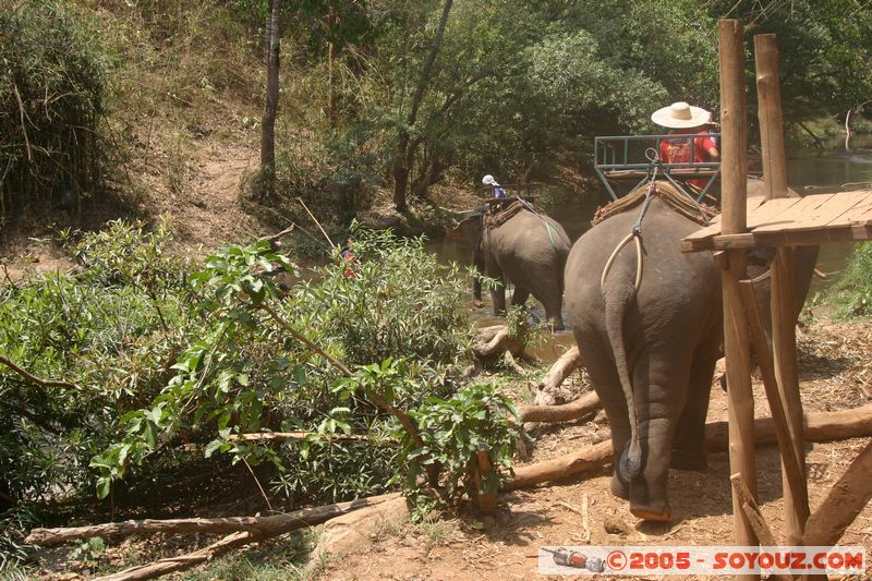 Around Chiang Mai - Elephant tour
Mots-clés: thailand animals Elephant