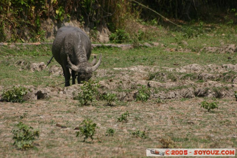 Around Chiang Mai - Water Buffalo
Mots-clés: thailand animals vaches Buffle