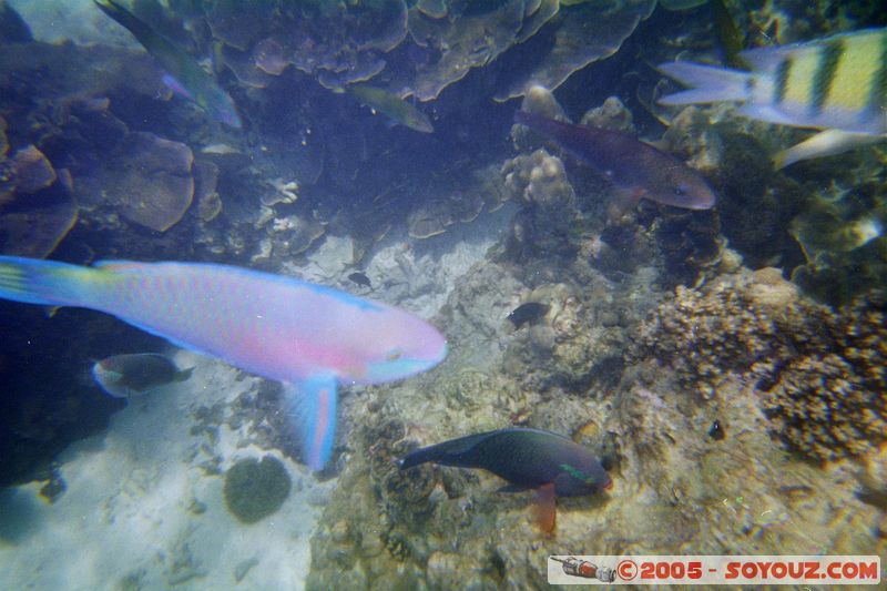 Koh Phi Phi Le - Underwater
