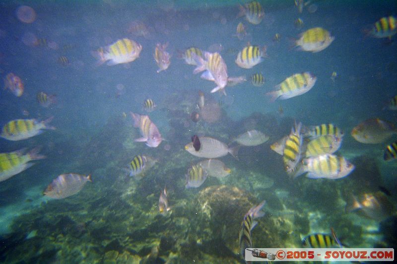 Koh Phi Phi Le - Underwater
Mots-clés: thailand sous-marin animals Poisson