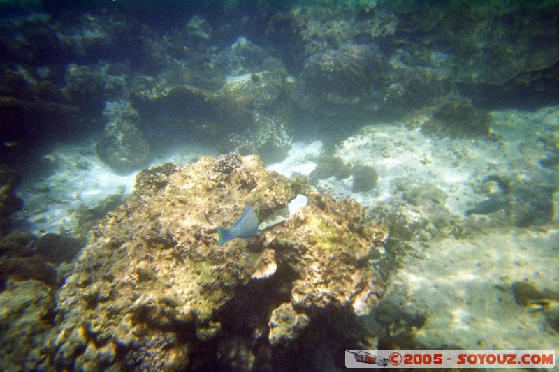 Koh Phi Phi Le - Underwater
Mots-clés: thailand sous-marin animals Poisson