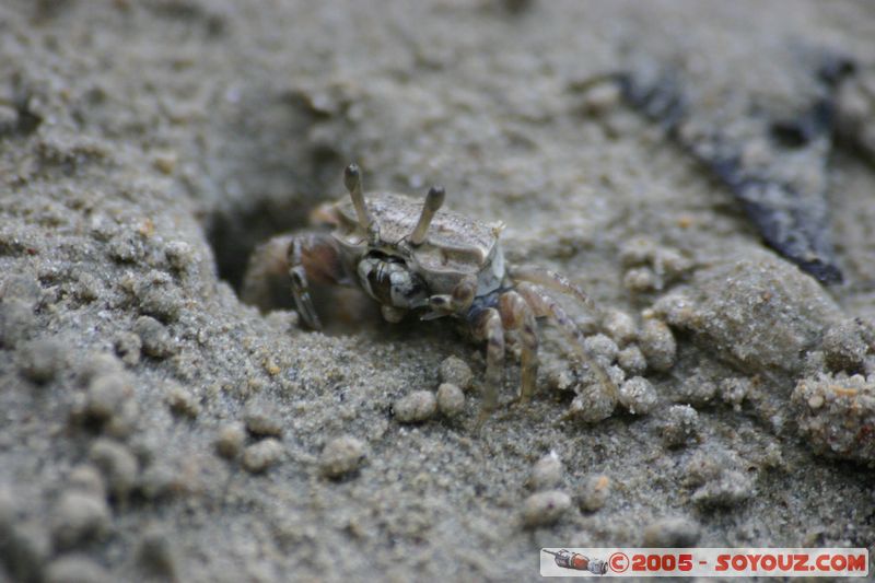 Krabi - West Rai Leh - Crab
Mots-clés: thailand animals crabe