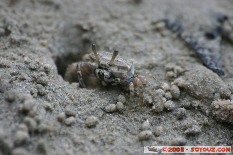 Krabi - West Rai Leh - Crab
Mots-clés: thailand animals crabe