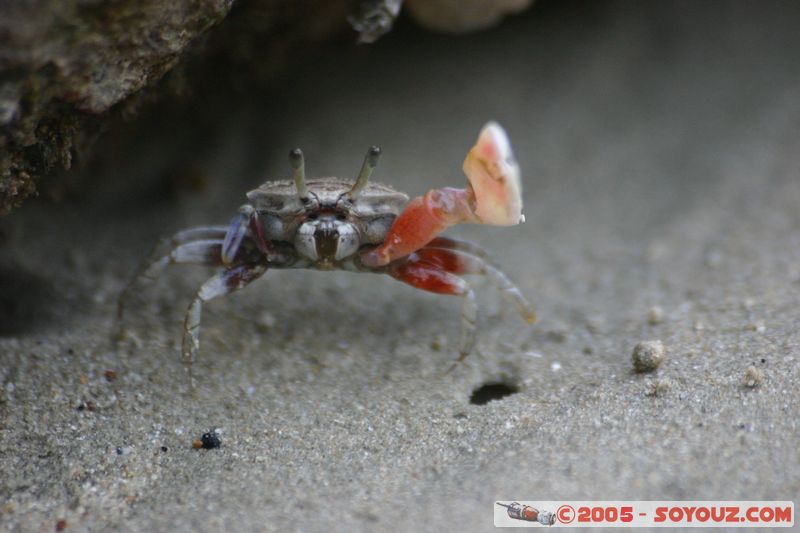 Krabi - West Rai Leh - Crab
Mots-clés: thailand animals crabe