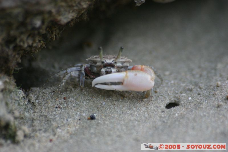 Krabi - West Rai Leh - Crab
Mots-clés: thailand animals crabe