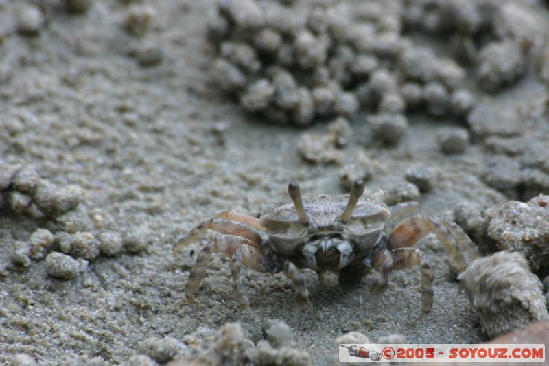 Krabi - West Rai Leh - Crab
Mots-clés: thailand animals crabe