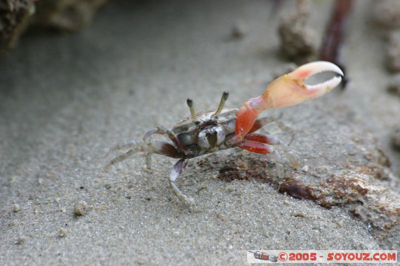 Krabi - West Rai Leh - Crab
Mots-clés: thailand animals crabe