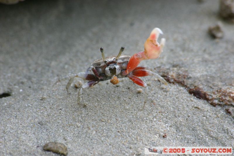 Krabi - West Rai Leh - Crab
Mots-clés: thailand animals crabe