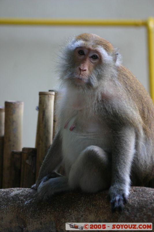 Krabi - West Rai Leh - Monkey
Mots-clés: thailand animals singes