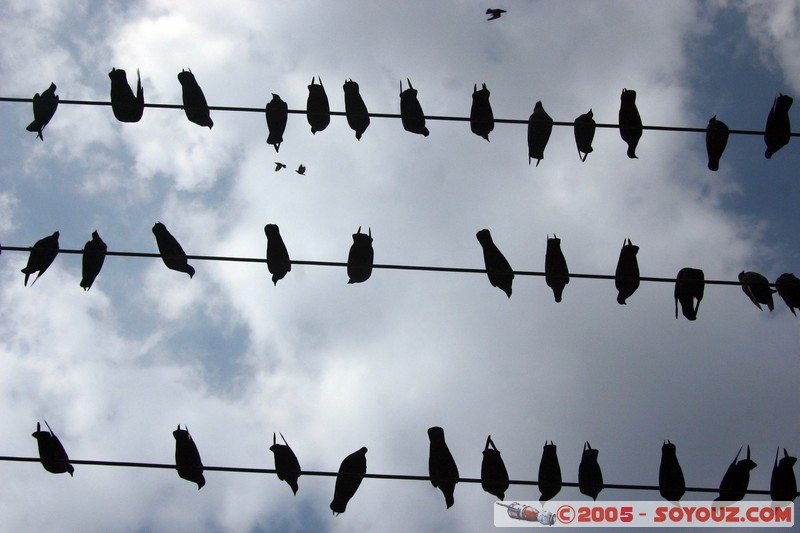 Yangon - Pigeons
Mots-clés: myanmar Burma Birmanie animals oiseau pigeon