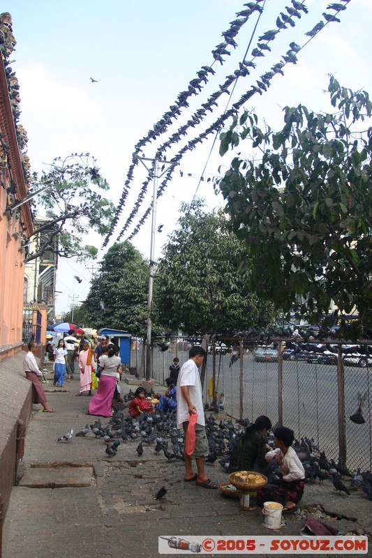 Yangon
Mots-clés: myanmar Burma Birmanie animals oiseau pigeon personnes