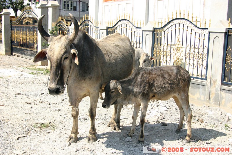 Nyaung Shwe - vache
Mots-clés: myanmar Burma Birmanie animals vaches