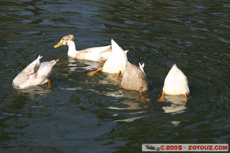 Nyaung Shwe - Canard
Mots-clés: myanmar Burma Birmanie animals oiseau canard