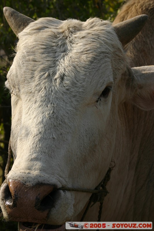 Nyaung Shwe
Mots-clés: myanmar Burma Birmanie animals vaches