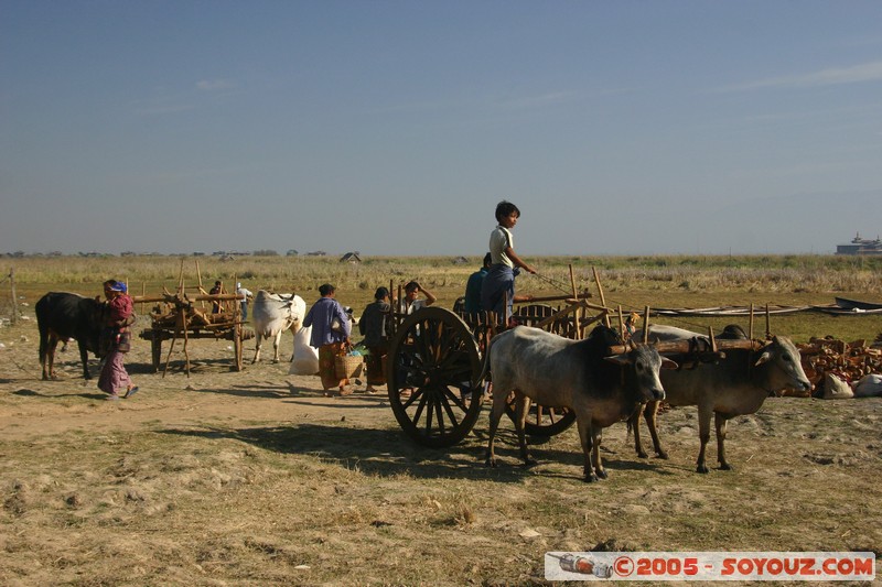 Inle lake - Lingin - Charrette
Mots-clés: myanmar Burma Birmanie animals vaches