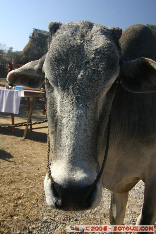 Inle lake - Lingin - Vache
Mots-clés: myanmar Burma Birmanie animals vaches