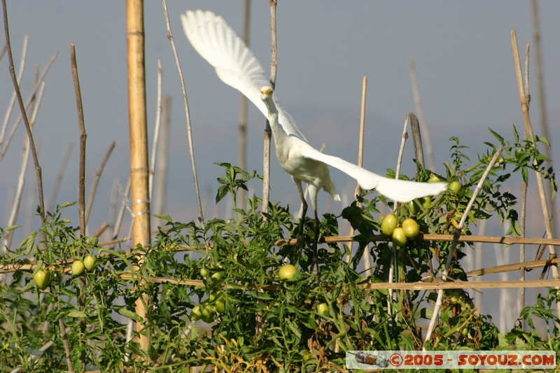 Inle lake - Ywama
Mots-clés: myanmar Burma Birmanie animals oiseau Lac