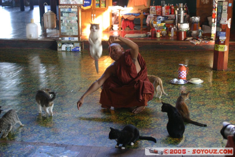 Inle lake - Nga Phe Kyaung - Jumping cat
Mots-clés: myanmar Burma Birmanie Pagode animals chat Bonze Lac