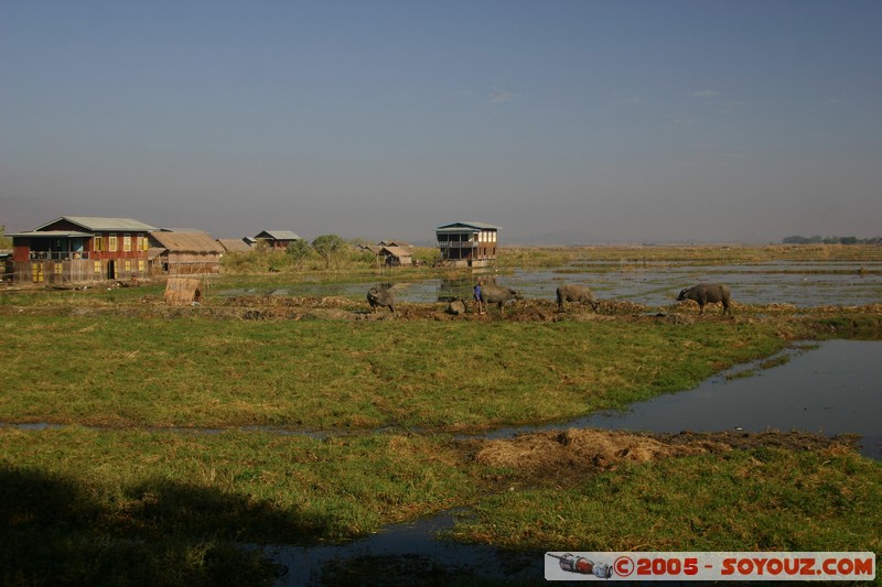 Nyaung Shwe
Mots-clés: myanmar Burma Birmanie Riviere