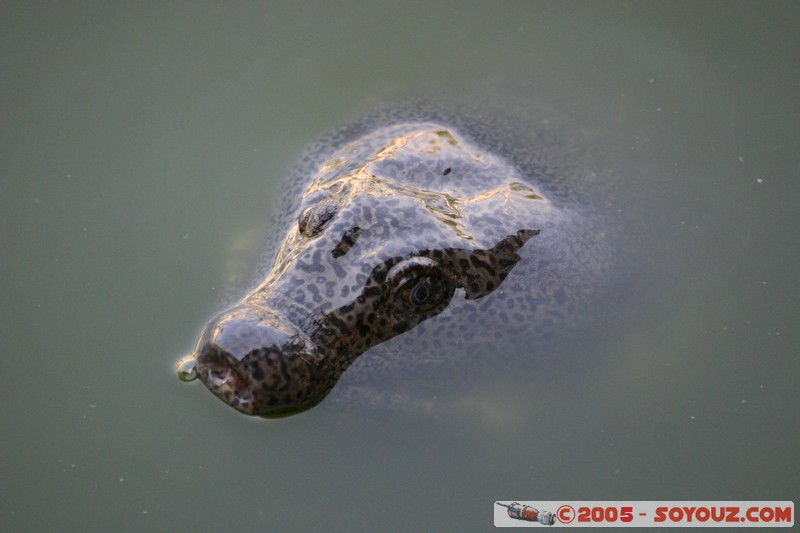 Mandalay - Mahamuni Paya - tortue
Mots-clés: myanmar Burma Birmanie Pagode animals Tortue