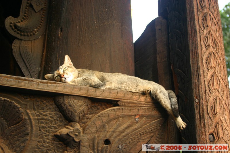 Inwa - Bagaya Kyaung - Chat
Mots-clés: myanmar Burma Birmanie Pagode animals chat