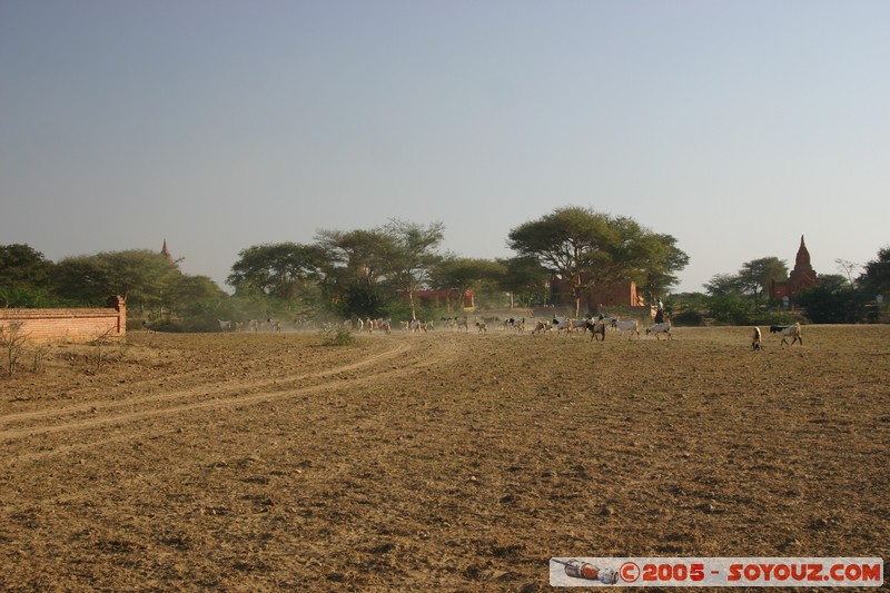 Bagan
Mots-clés: myanmar Burma Birmanie Ruines Pagode animals vaches