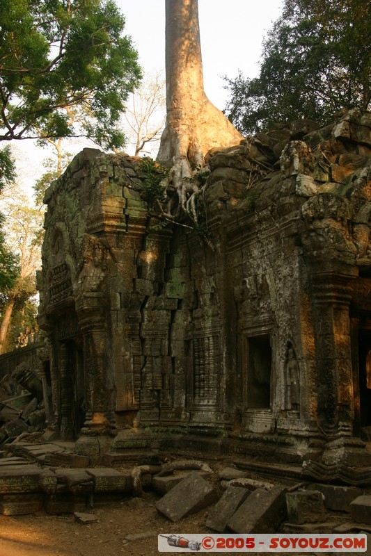 Angkor - Ta Prohm
Mots-clés: patrimoine unesco Ruines sunset