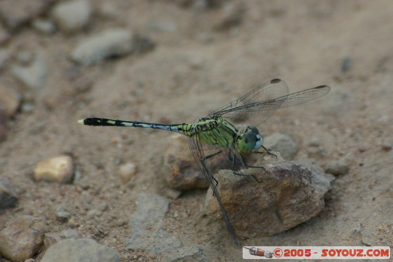 Angkor - Ta Keo - Libellule
Mots-clés: patrimoine unesco Ruines Insecte animals Libellule