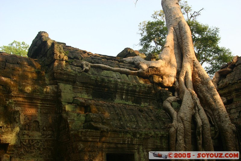 Angkor - Ta Prohm
Mots-clés: patrimoine unesco Ruines sunset